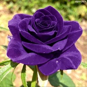 Meet your Posher, Bernadel